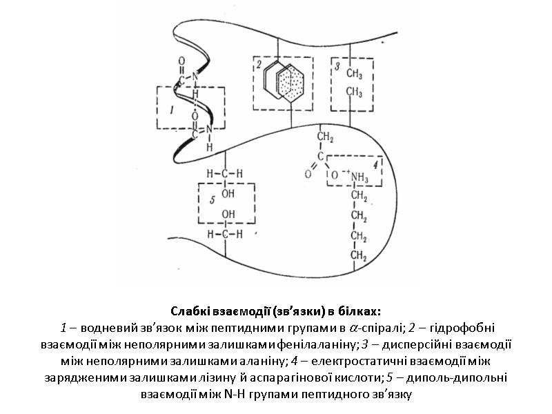 Слабкі взаємодії (зв’язки) в білках:  1 – водневий зв’язок між пептидними групами в